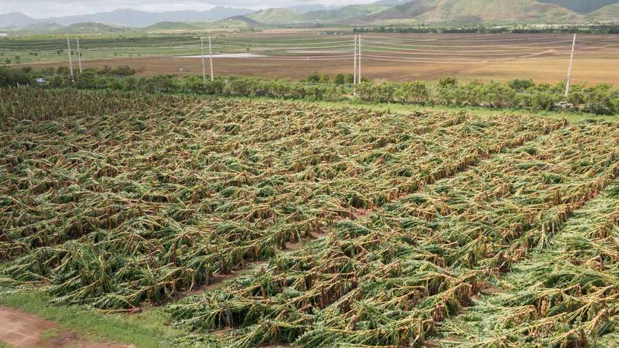 Puerto Rico Tropical Weather View of a damaged plantain farm after Hurricane Fiona hit the island in Guayama, Puerto Rico, Tuesday, September 20, 2022. Fiona triggered a blackout when it hit Puerto Rico’s southwest corner on Sunday.