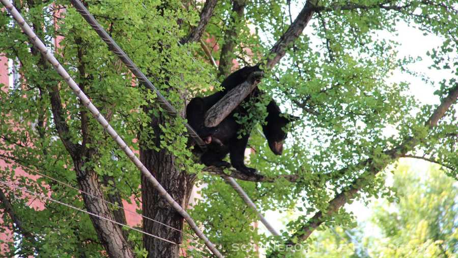 bear in tree