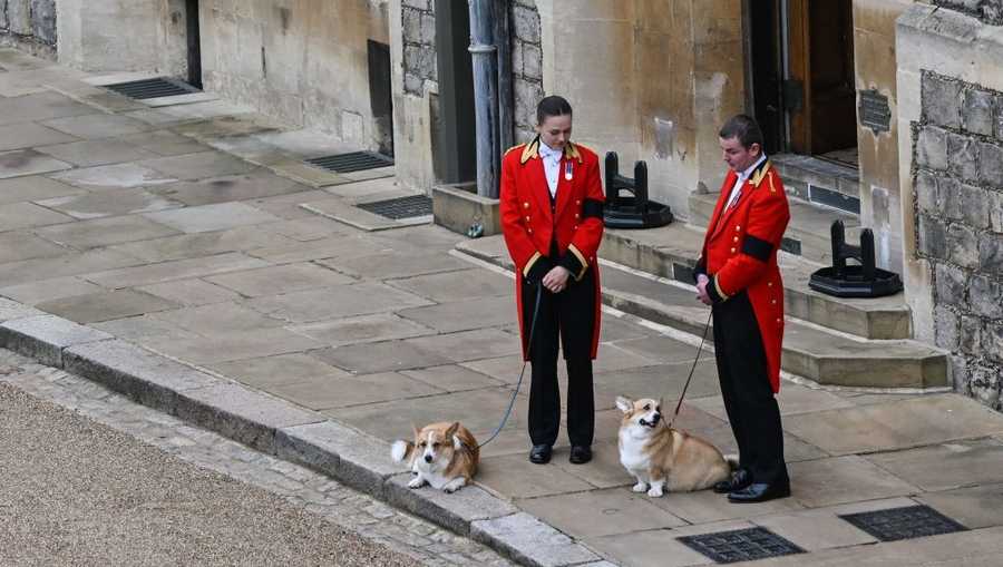 BRITAIN-ROYALS-QUEEN-DEATH The Queen's corgis, Muick and Sandy are walked inside Windsor Castle on September 19, 2022, ahead of the Committal Service for Britain's Queen Elizabeth II. (Photo by Glyn KIRK / POOL / AFP) (Photo by GLYN KIRK/POOL/AFP via Getty Images)