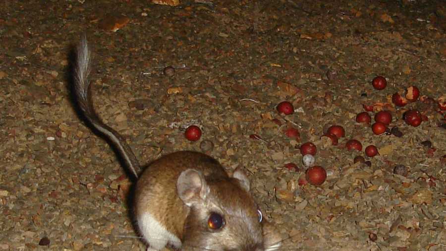 
                                     <p>Burrowing Santa Cruz kangaroo rats are a keystone species. Their caches of buried manzanita seeds help the plant grow. </p> 
                                